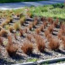 SEDGE LEATHERLEAF RED ROOSTER Carex Buchananii - 100 Bulk Seeds FJ