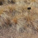 SEDGE WEEPING BROWN Carex Flagellifera - 100 Bulk Seeds FJ