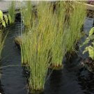 RUSH JAVELIN Juncus Pallidus - 50 Bulk Seeds FJ