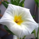 MORNING GLORY DWARF ENSIGN WHITE Convolvulus Tricolor Minor - 500 Bulk Seeds FJ