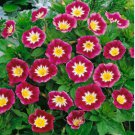 MORNING GLORY DWARF ENSIGN RED Convolvulus Tricolor Minor - 500 Bulk Seeds FJ