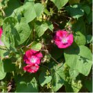 MORNING GLORY CRIMSON RAMBLER Ipomoea Purpurea - 250 Bulk Seeds FJ