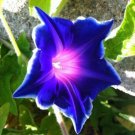 MORNING GLORY JAPANESE BLUE PICOTEE Ipomoea Nil - 50 Bulk Seeds FJ
