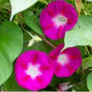 MORNING GLORY JAPANESE MORNING CALL PINK Ipomoea Nil - 50 Bulk Seeds FJ