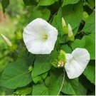 MORNING GLORY ISMAY Ipomoea Tricolor - 250 Bulk Seeds FJ