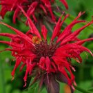 BEE BALM SCARLET RED SHADES Monarda Didyma - 125 Bulk Seeds FJ
