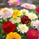 ZINNIA SCABIOSA FLOWERED MIX Zinnia Elegans - 1,000 Bulk Seeds FJ