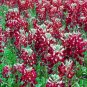 MAROON RED TEXAS BLUEBONNET Lupinus Texensis - 250 Bulk Seeds FJ