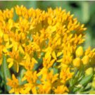 BUTTERFLY WEED HELLO YELLOW Asclepias Tuberosa - 250 Bulk Seeds FJ