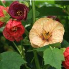 ABUTILON BELLEVUE MIX Abutilon Hybridum - 50 Bulk Seeds FJ ABUTILON BELLEVUE MIX Abutilon Hybridum - 50 Bulk Seeds FJ