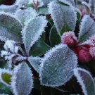 WINTERGREEN CREEPING Gaultheria Procumbens - 250 Bulk Seeds FJ