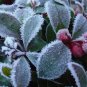 WINTERGREEN CREEPING Gaultheria Procumbens - 250 Bulk Seeds FJ