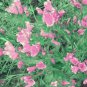 VIPER'S BUGLOSS ROSE PINK BEDDER DWARF Echium Plantagineum - 250 Bulk Seeds FJ