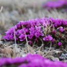 ROCKFOIL PURPLE ROBE Saxifraga Arendsii - 500 Bulk Seeds FJ