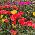 PURSLANE TOUCAN SCARLET SHADES Portulaca Oleracea - 50 Bulk Seeds FJ