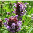PRUNELLA SELF HEAL PAGODA MIX Prunella Grandiflora - 125 Bulk Seeds FJ