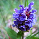 PRUNELLA SELF HEAL LIGHT BLUE Prunella Grandiflora - 125 Bulk Seeds FJ