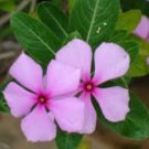 PERIWINKLE DWARF PINK LITTLE DELICATA Catharanthus Roseus - 250 Bulk Seeds FJ