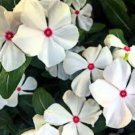 PERIWINKLE DWARF LITTLE BRIGHT EYES Catharanthus Roseus - 250 Bulk Seeds FJ