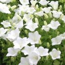CHILEAN BELLFLOWER WHITE Nolana Paradoxa - 250 Bulk Seeds FJ