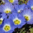 CHILEAN BELLFLOWER BLUE Nolana Paradoxa - 250 Bulk Seeds FJ