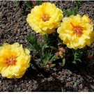 MOSS ROSE YELLOW Portulaca Grandiflora - 1,250 Bulk Seeds FJ