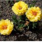 MOSS ROSE YELLOW Portulaca Grandiflora - 1,250 Bulk Seeds FJ