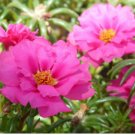 MOSS ROSE RED Portulaca Grandiflora - 1,250 Bulk Seeds FJ