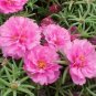 MOSS ROSE PINK Portulaca Grandiflora - 1,250 Bulk Seeds FJ