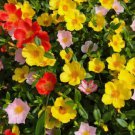MOSS ROSE MIX Portulaca Grandiflora - 1,250 Bulk Seeds FJ