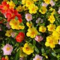 MOSS ROSE MIX Portulaca Grandiflora - 1,250 Bulk Seeds FJ