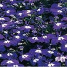 LOBELIA BLUE MRS.CLIBRAN Lobelia Erinus - 1,000 Bulk Seeds FJ