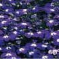 LOBELIA BLUE MRS.CLIBRAN Lobelia Erinus - 1,000 Bulk Seeds FJ
