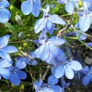 LOBELIA BLUE CARPET Lobelia Erinus - 1,000 Bulk Seeds FJ
