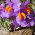 ALPINE TOADFLAX Linaria Alpina - 200 Bulk Seeds FJ