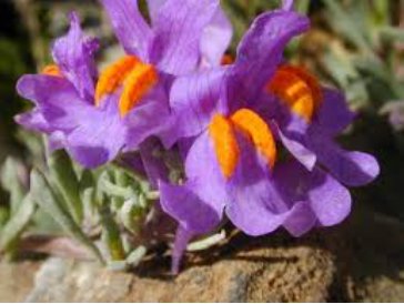 ALPINE TOADFLAX Linaria Alpina - 200 Bulk Seeds FJ