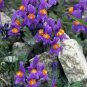 ALPINE TOADFLAX Linaria Alpina - 200 Bulk Seeds FJ