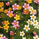 LEPTOSIPHONE FRENCH HYBRIDS MIX Leptosiphon Hybrid - 1,000 Bulk Seeds FJ