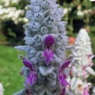 LAMB'S EAR Stachys Byzantina Lanata - 250 Bulk Seeds FJ