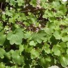 KENILWORTH IVY Cymbalaria Muralis - 500 Bulk Seeds FJ