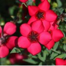 FLAX SCARLET RED ANNUAL Linum Grandiflorum Rubrum - 500 Seeds FJ