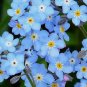 FORGET ME NOT Myosotis Sylvatica - 500 Seeds FJ