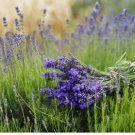 ENGLISH LAVENDER Lavandula Angustifolia - 100 Seeds FJ
