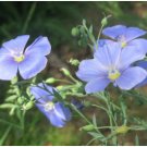 FLAX BLUE ANNUAL ORGANIC Linum Usitatissimum - 1,000 Seeds FJ