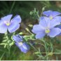 FLAX BLUE ANNUAL ORGANIC Linum Usitatissimum - 1,000 Seeds FJ