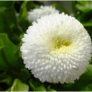 ENGLISH DAISY WHITE Bellis Perennis Super Enorma - 100 Seeds FJ