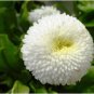 ENGLISH DAISY WHITE Bellis Perennis Super Enorma - 100 Seeds FJ