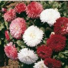 ENGLISH DAISY MIXED COLORS Bellis Perennis Super Enorma - 100 Seeds FJ