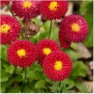 ENGLISH DAISY RED Bellis Perennis Super Enorma - 100 Seeds FJ