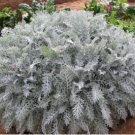 DUSTY MILLER SILVERDUST Cineraria Maritima - 100 Seeds FJ
